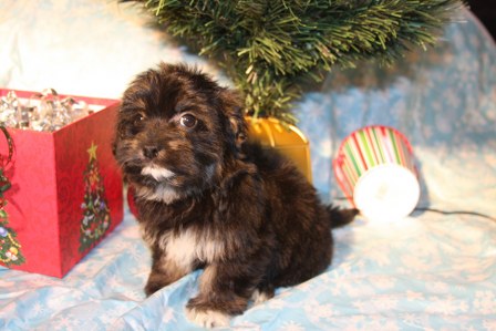 havanese-puppies